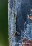 Bronze anole-0819.jpg