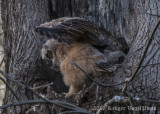Great Horned Owl-4610.jpg