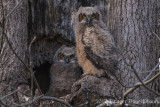Great Horned Owl-4655.jpg