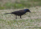 Common Grackle (male)-4913.jpg