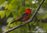 Scarlett Tanager-5429.jpg