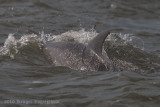 Bottlenose Dolphin-8831.jpg