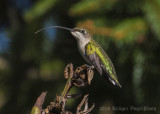 Ruby-throated Hummingbird-9244.jpg