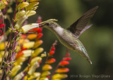 Ruby-throated Hummingbird-9492.jpg