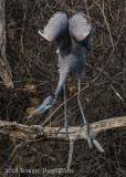 Great Blue Heron-1036.jpg