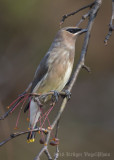 Cedar Waxwing-1126.jpg