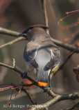 Cedar Waxwing-1177.jpg