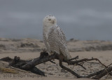 Snowy Owl (young female)-0254.jpg