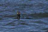 Great Cormorant-0661.jpg