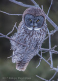 Great Gray Owl-1783.jpg