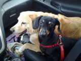 Good old Toby, age 13, and Lizzy, our new dog, age 11, riding in the car together.
