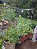 Italian broad beans and spaghetti squash in yellow crock,Cukes in the trellised container, Swiss Chard behind St. Fiacre.