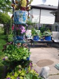 Swiss Chard in front,and bottom and top of rack.  Leaf lettuce.  Zucchinni and yellow squash in blue bags on coffee table