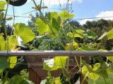 Find three half-moon-shaped seedless cukes