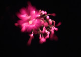 Fireworks_0032