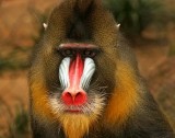 Mandrill