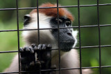 Red-Capped Mangabey