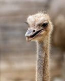 Ostrich