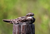 Common Nighthawk