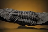 Trilobite