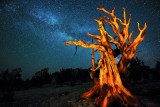 Ancient tree and milky way