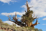 Ancient Bristlecone Pine Forest, CA