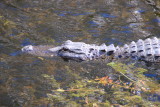 Big Cypress, FL