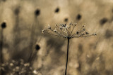 autumn still-life