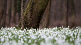 snowdrop sea