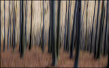 forest blur