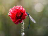 red, blue