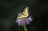 Canadian Tiger Swallowtail - Papillio canadensis