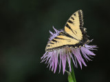 Canadian Tiger Swallowtail - Papillio canadensis