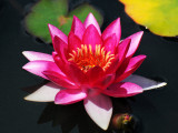 Fiery Red & Gold Waterlily Blossom