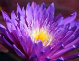 Violet Waterlily Blossom  