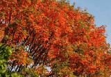 Maple Tree Fall Foliage