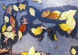 Sidewalk Foliage After Rain