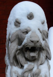 Snow Crowned Lion 