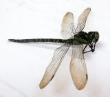 Green Dragon Fly Corpse