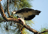 Osprey with Its Morning Catch