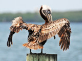 Brown Pelican Drying Feathers