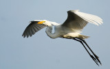 Great White Egret