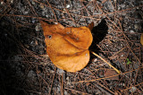 DSC_1229.jpg