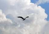 DSC_1290.jpg