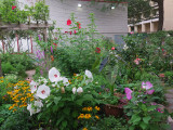 Summer Flowers - Pancake Hibiscus, Blackeyed Susans, Lilies, Roses, etc...  