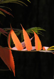 Staghorn Sumac Tree Foliage