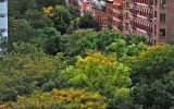 View of Trees to be Destroyed by the NYC/NYU Expansion Plan