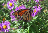 Monarch Butterfly on a Chrysanthemum Blossom