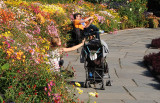 Enjoying the Chrysanthemums in the Conservatory Gardens