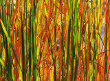 Cattail Reed Fall Colors 
